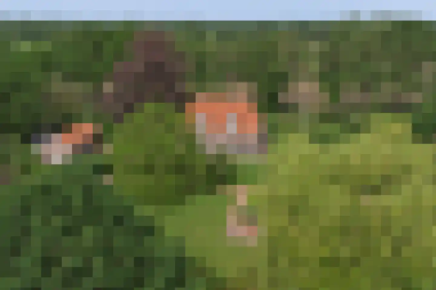 Holterweg 76 Laren thumbnail 36
