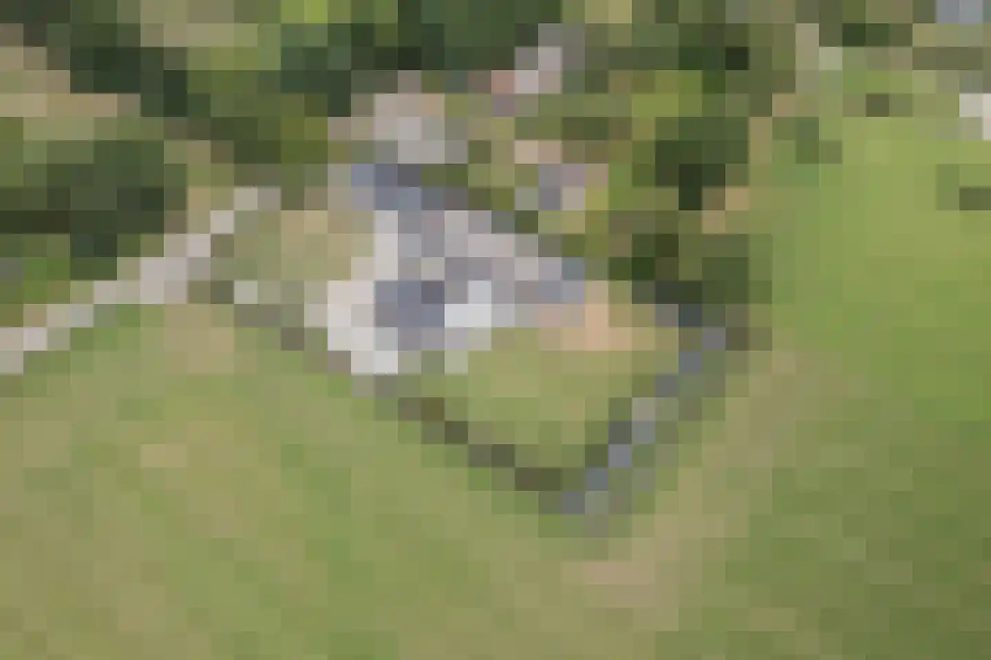 Holthe 11 Beilen thumbnail 4