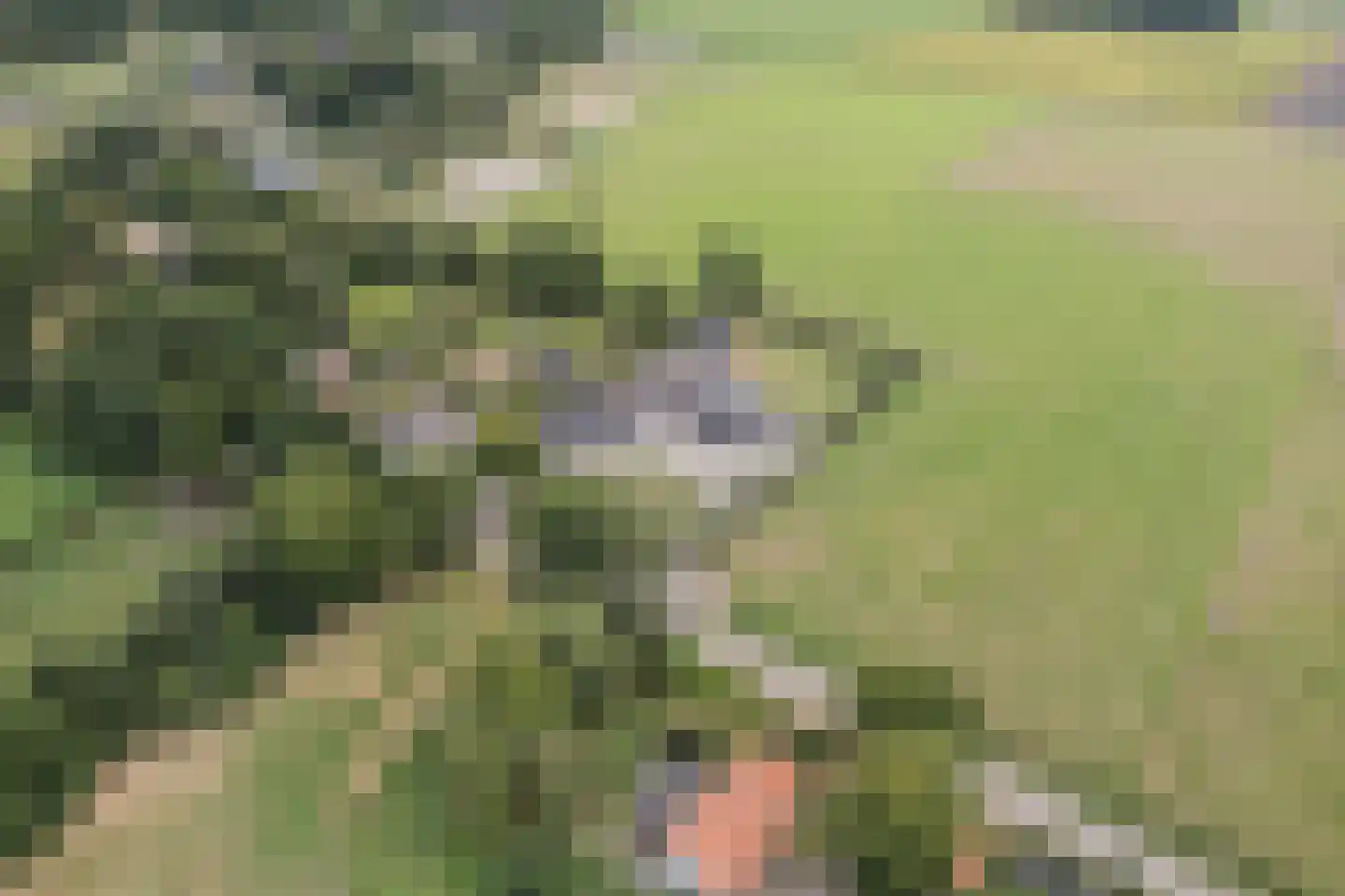 Holthe 11 Beilen thumbnail 68