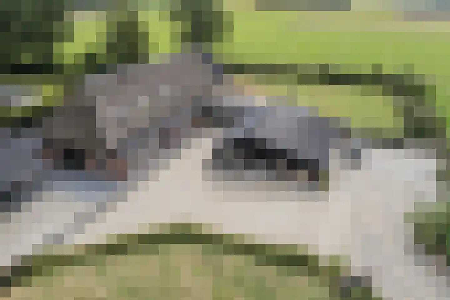 Holthe 11 Beilen thumbnail 70