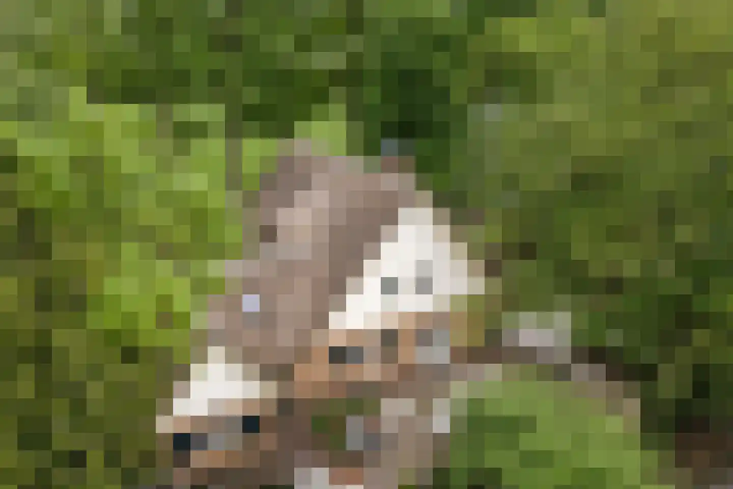 Holthuizerstraat 25 Twello thumbnail 85
