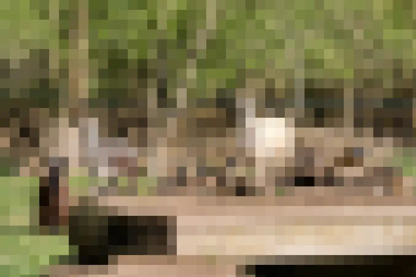 Holtien 11 Dwingeloo thumbnail 57