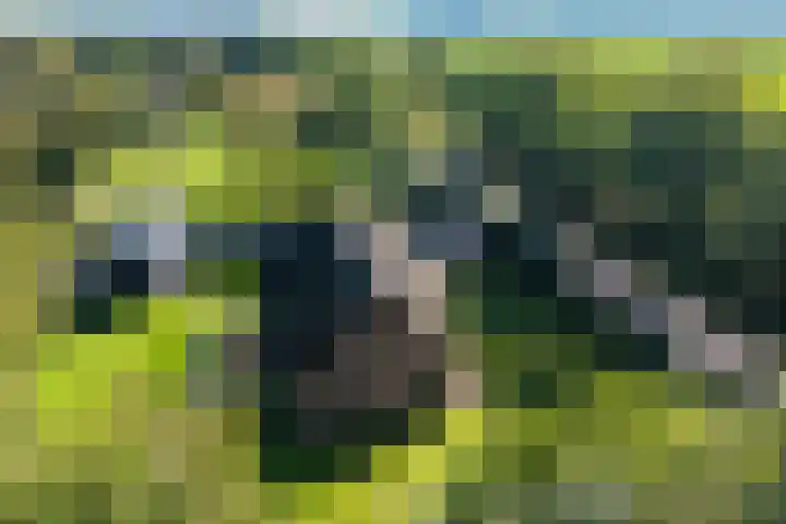 Holtien 7 Dwingeloo thumbnail 49