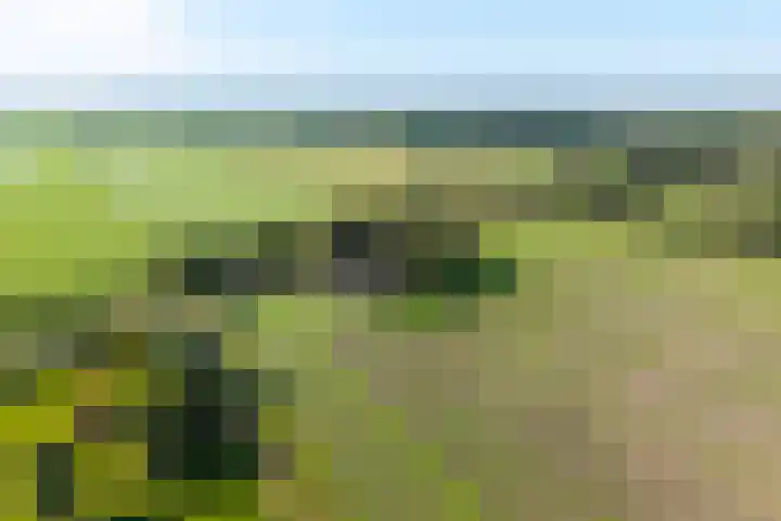 Holtien 7 Dwingeloo thumbnail 59