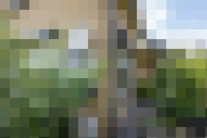 Holtplas 14 Neede thumbnail 49