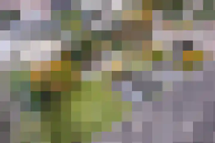 Holtrichtersveld 801 Apeldoorn thumbnail 40