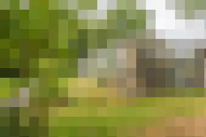 Holtslagenweg 6 Eesergroen thumbnail 41