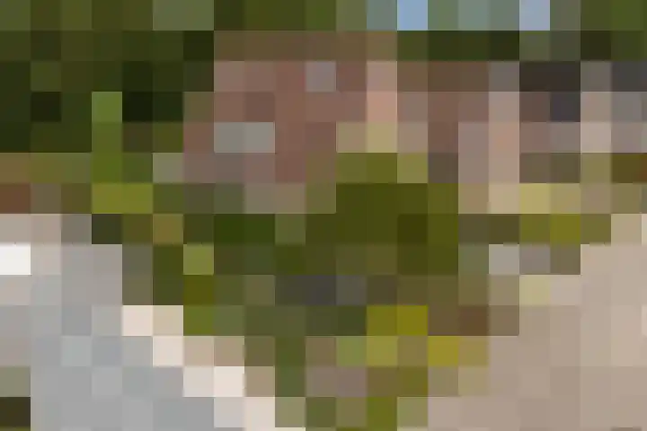 Holwoartelstrjitte 10 Koarnjum thumbnail 55
