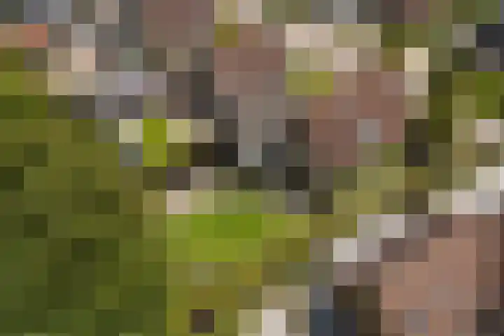 Holwoartelstrjitte 10 Koarnjum thumbnail 56