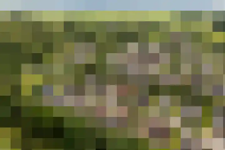 Holwoartelstrjitte 10 Koarnjum thumbnail 60