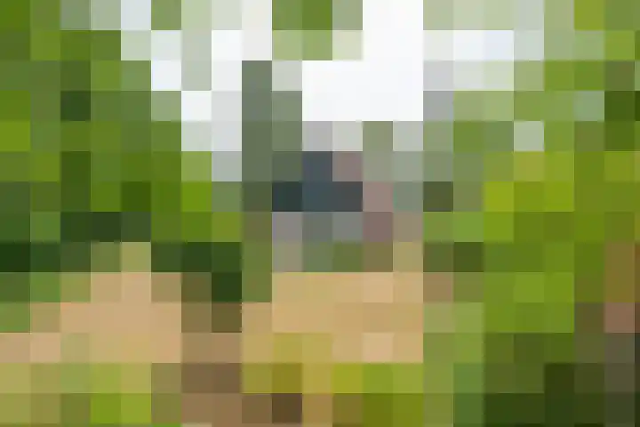 Hommelweg 2 R 707 Susteren thumbnail 4
