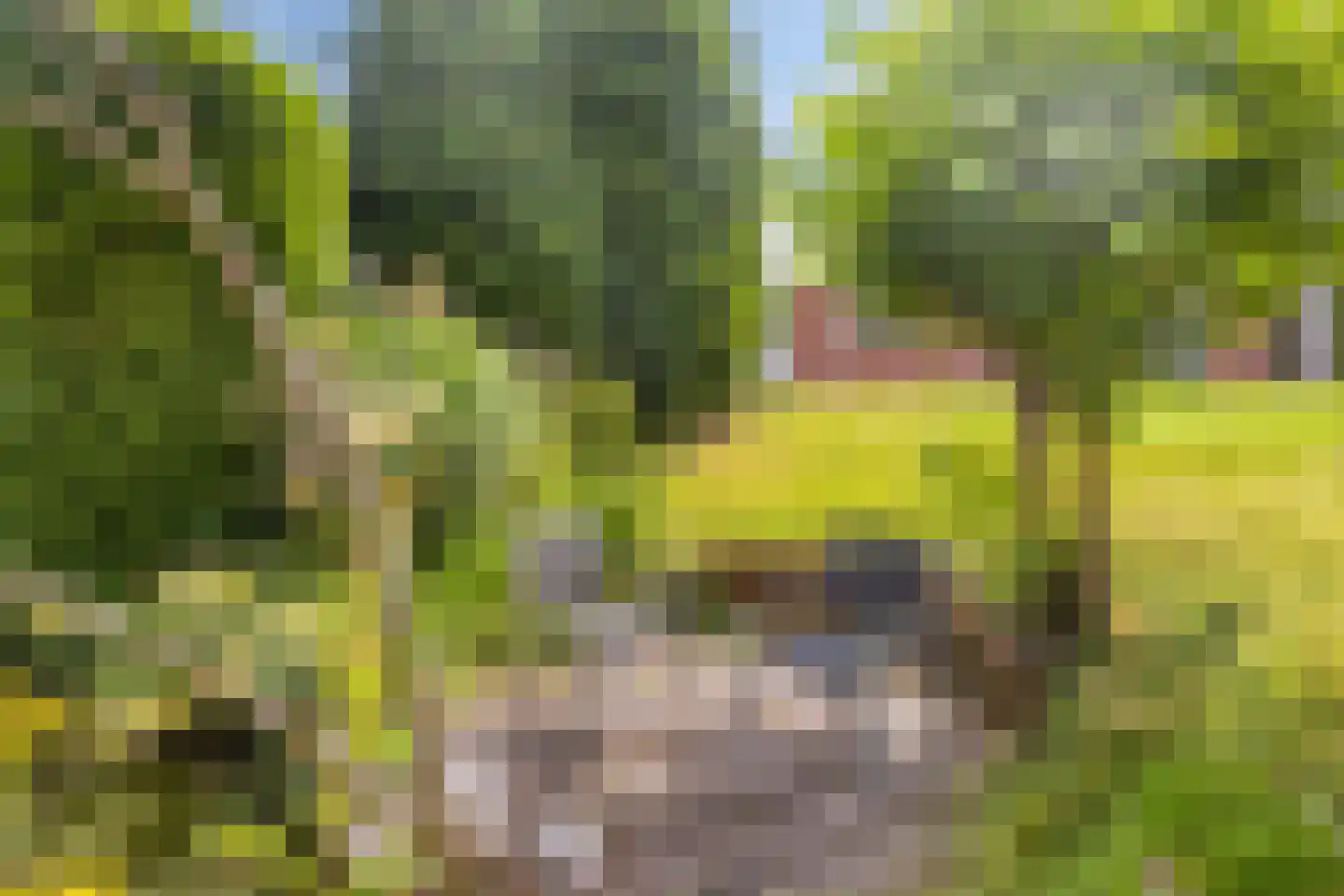 Hondelink 149 Haaksbergen thumbnail 45