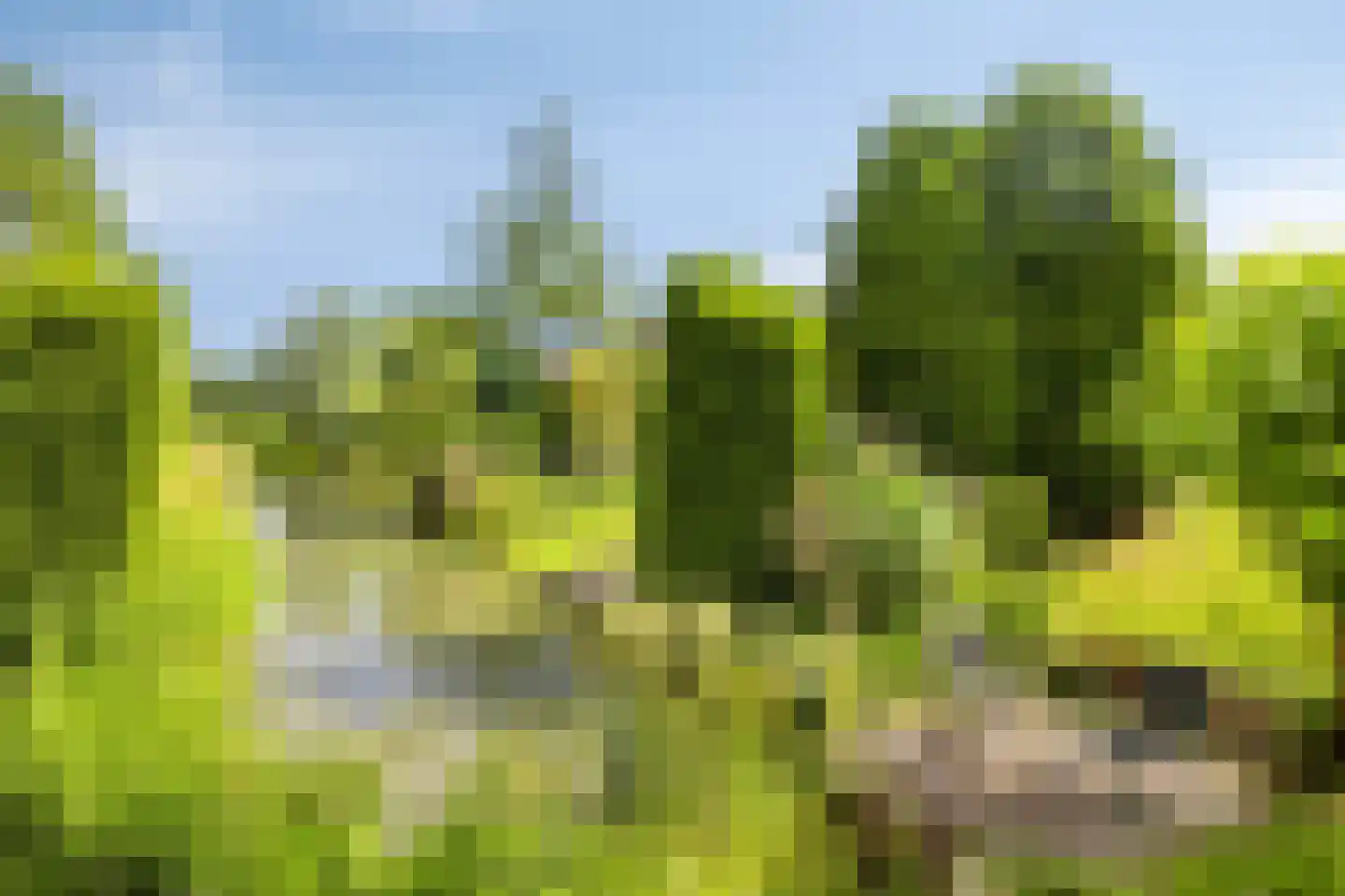 Hondelink 149 Haaksbergen thumbnail 5