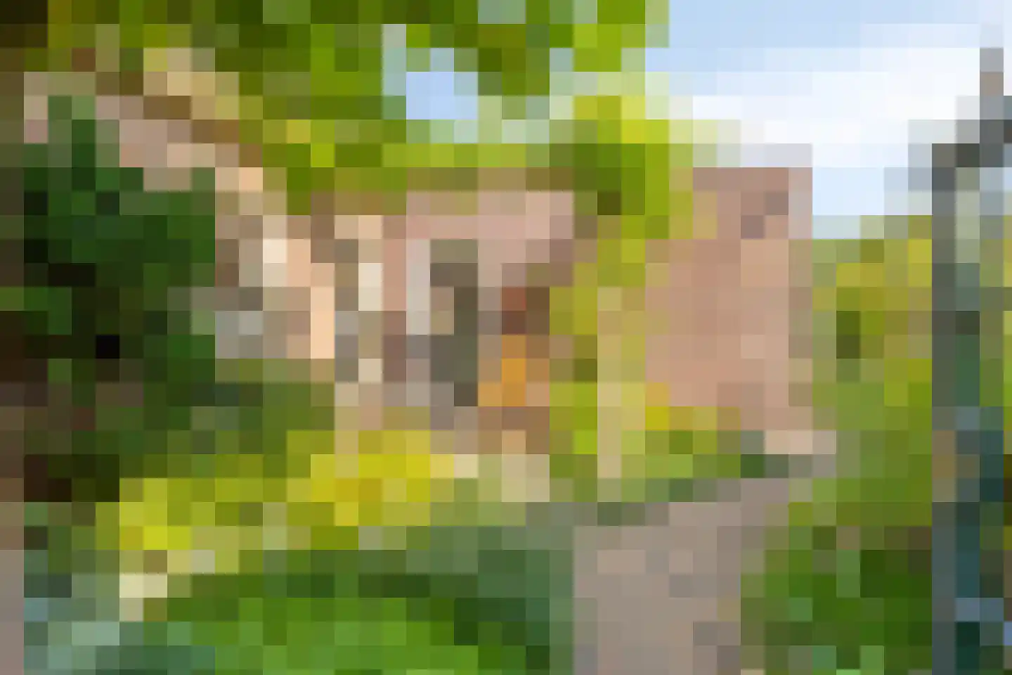 Hondelink 171 Haaksbergen thumbnail 42
