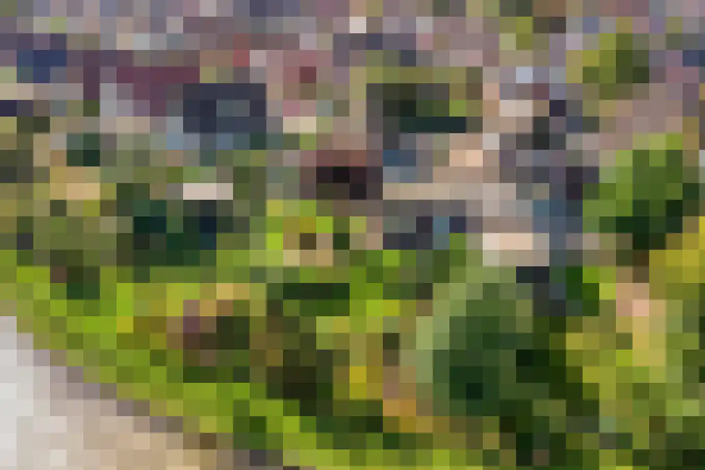 Hondelink 171 Haaksbergen thumbnail 51