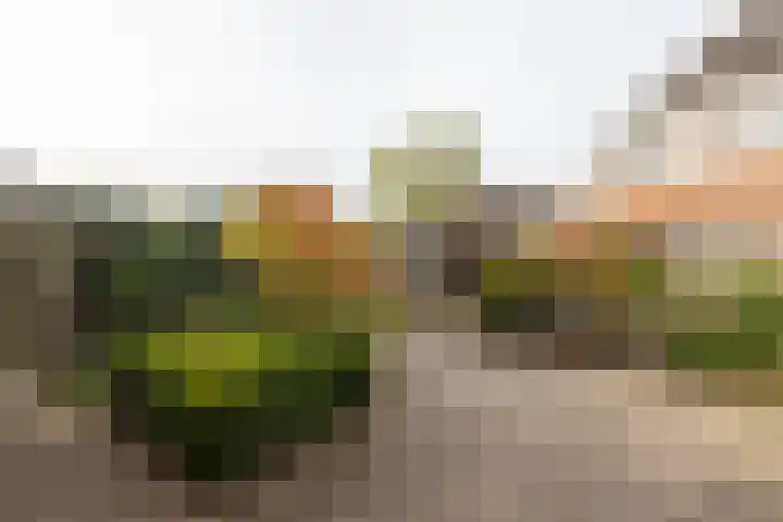 Hondelink 18 Haaksbergen thumbnail 36