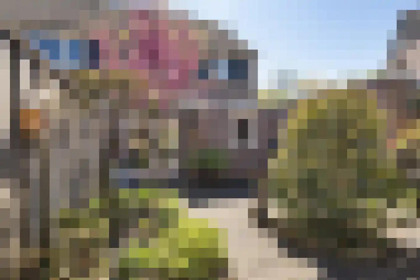 Hondelink 36 Haaksbergen thumbnail 30