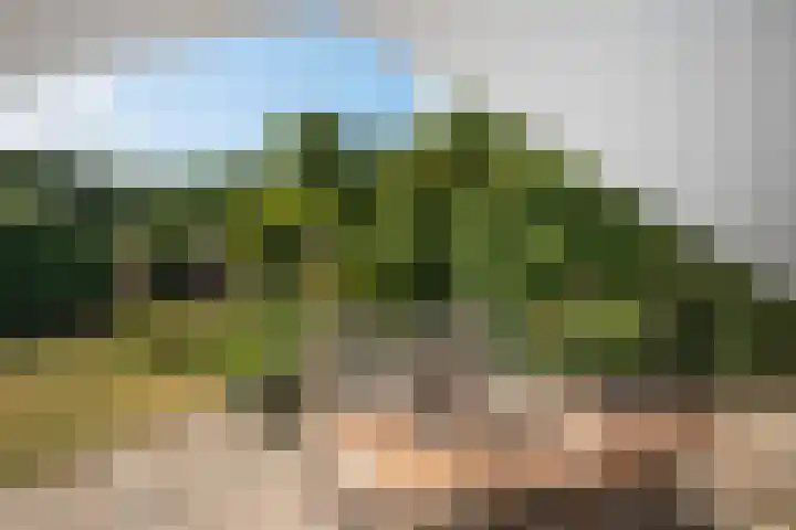 Hondelink 53 Haaksbergen thumbnail 17