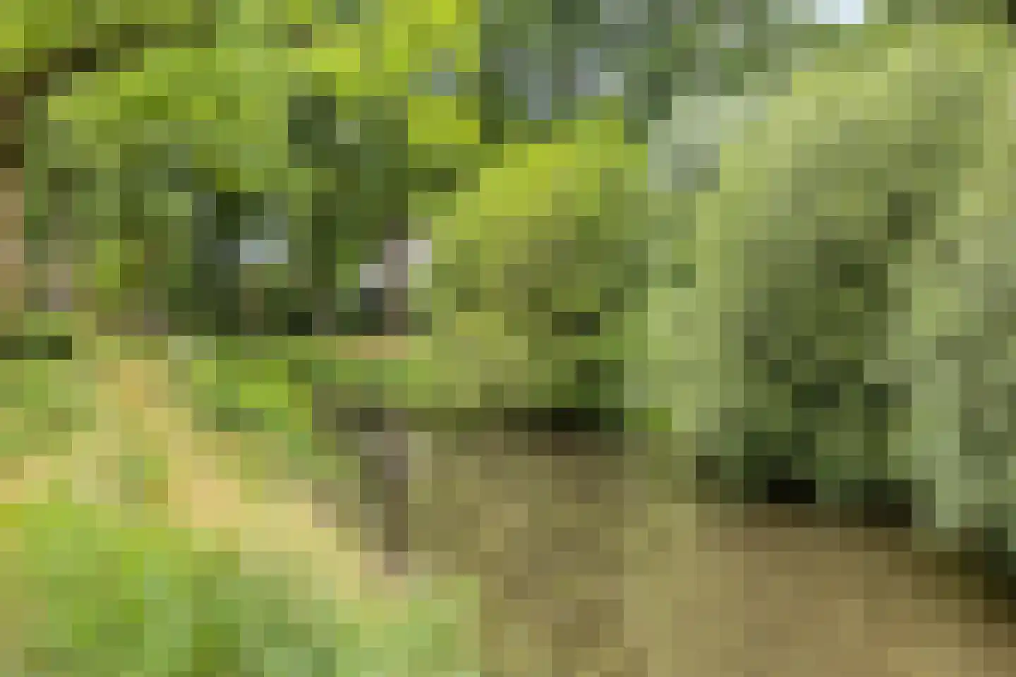 Hondelink 69 Haaksbergen thumbnail 40
