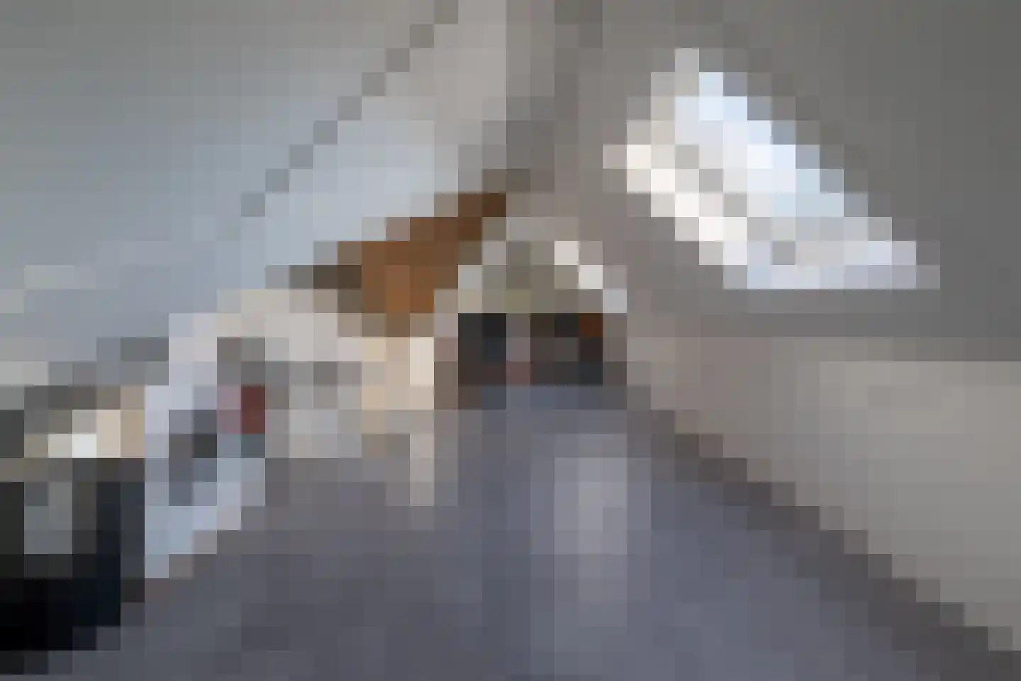 Hondemahof 14 Krommenie thumbnail 34