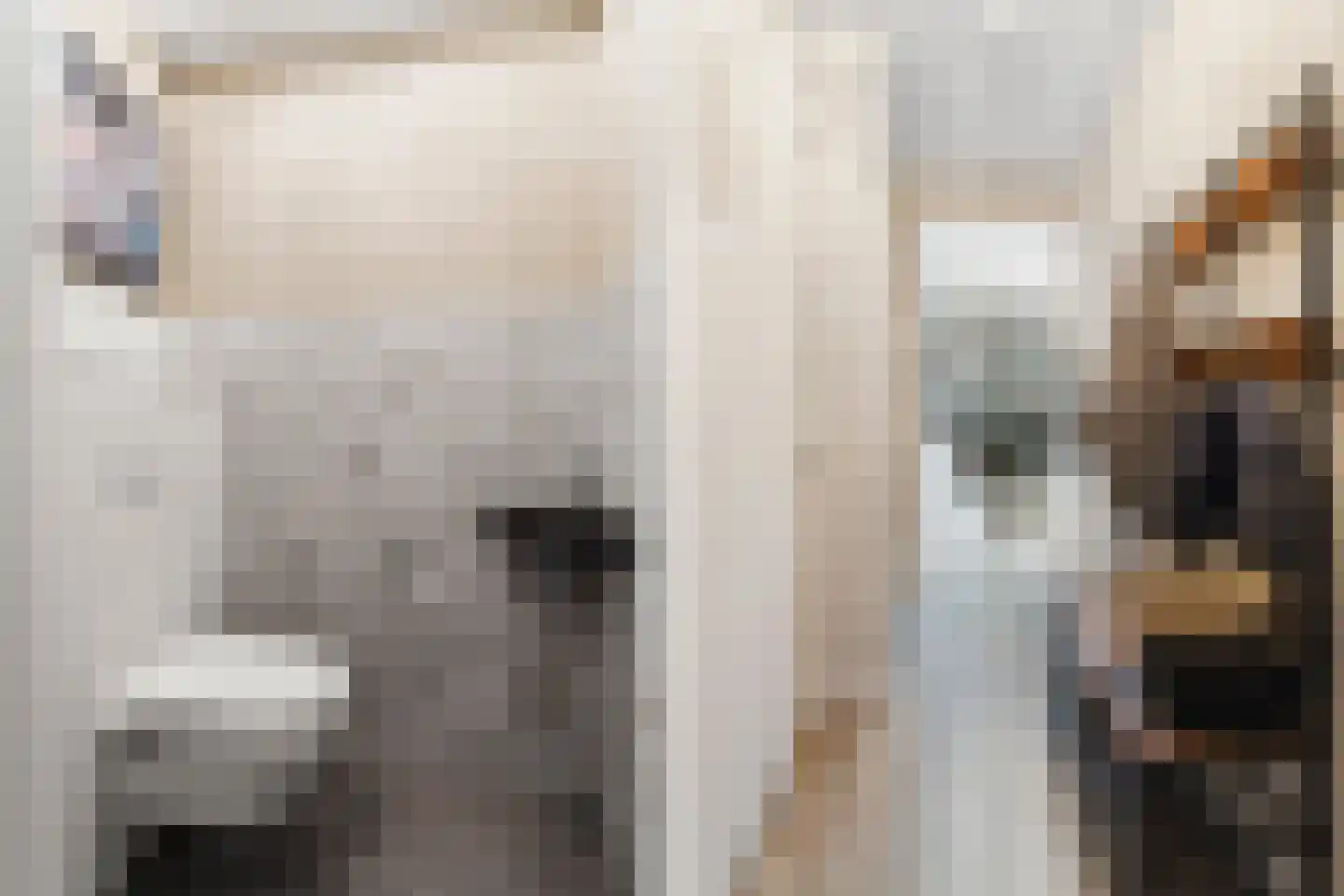 Hondemahof 16 Krommenie thumbnail 10