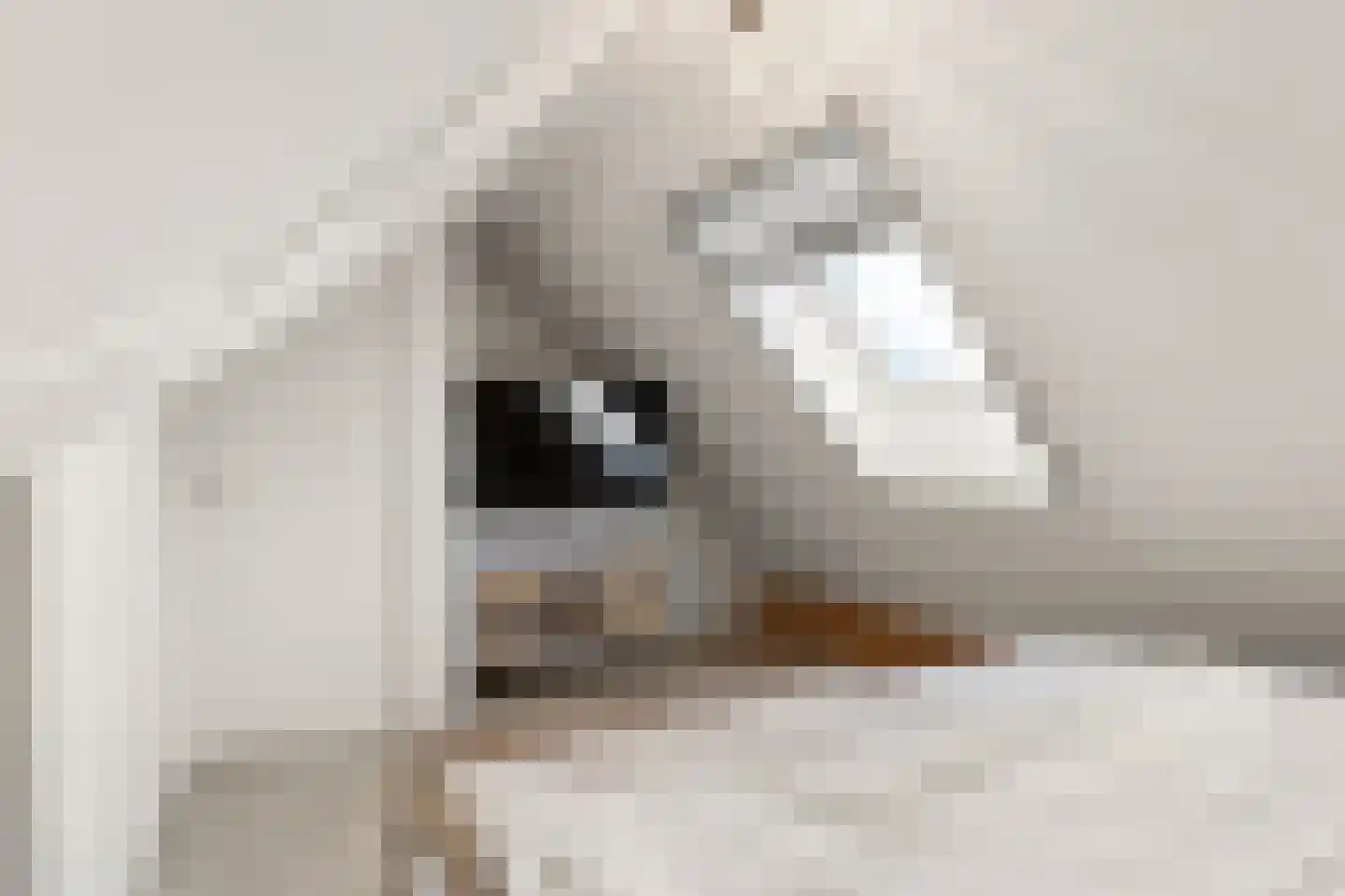 Hondemahof 16 Krommenie thumbnail 42