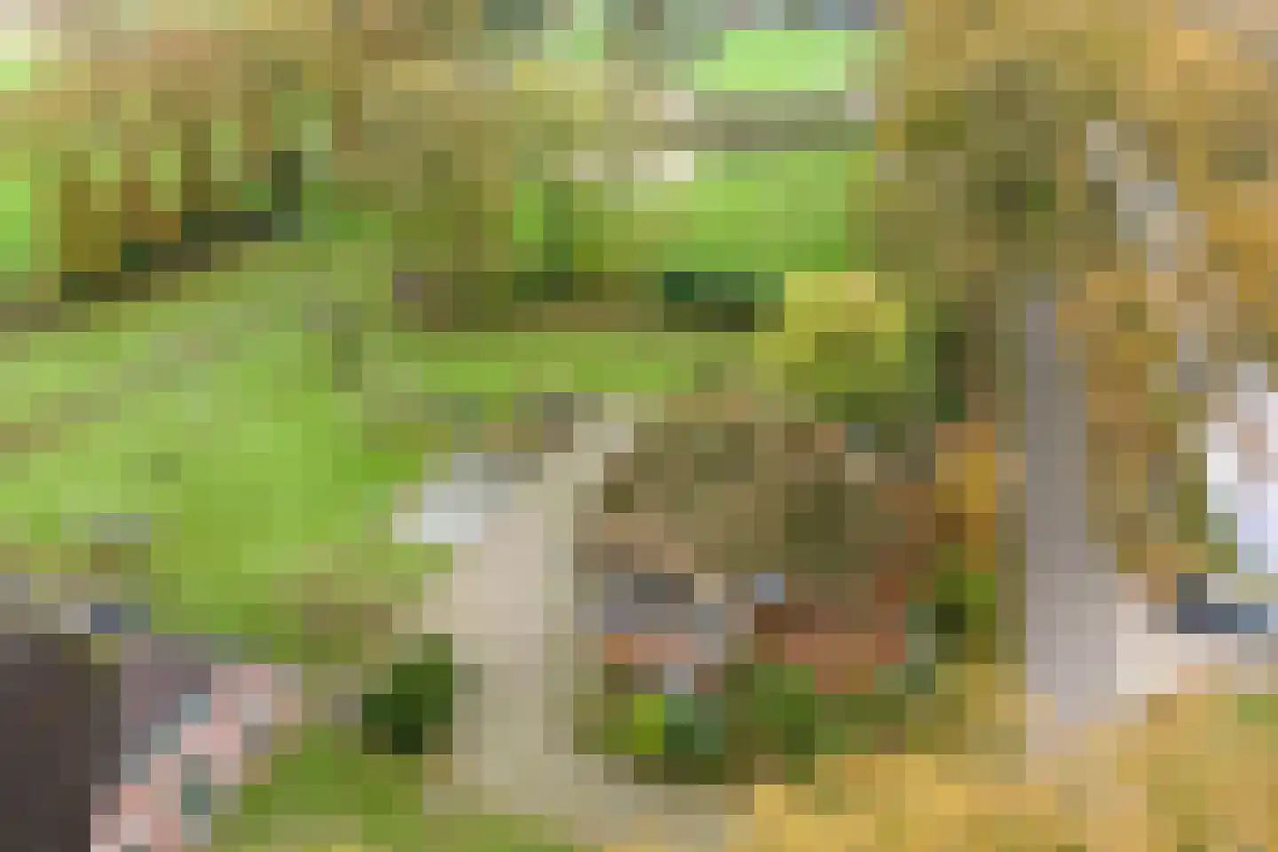 Hondemotsweg 16 Raalte thumbnail 4