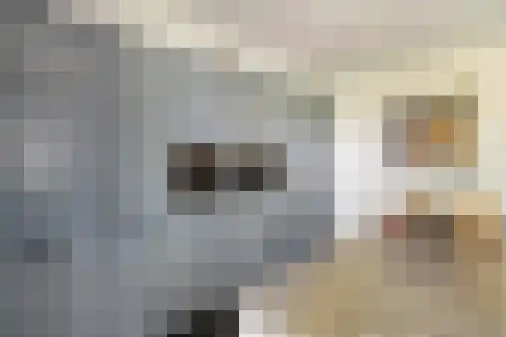 Hondemotsweg 32 Raalte thumbnail 16
