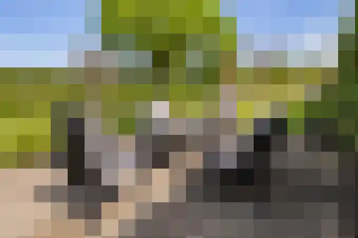 Hondemotsweg 32 Raalte thumbnail 44