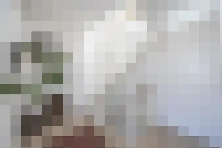 Honderdbunder 1 Breda thumbnail 15