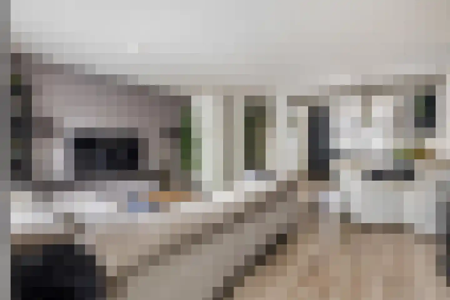 Honderdbunder 15 Breda thumbnail 15