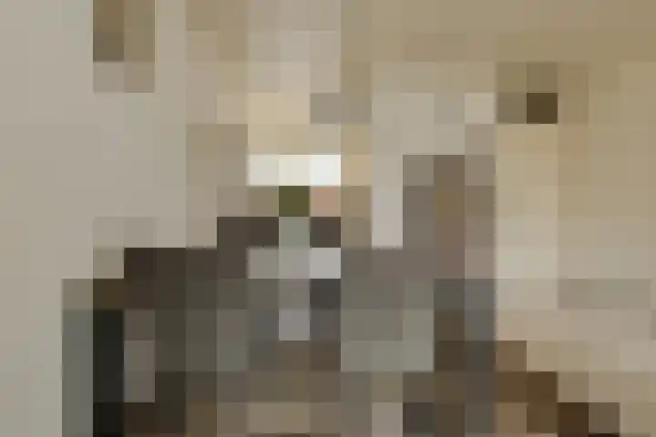 Honderdbunder 32 Breda thumbnail 8