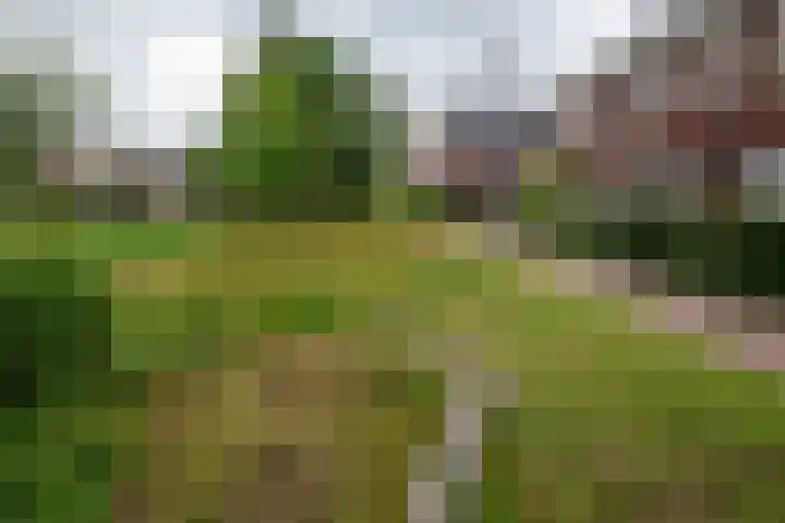 Honderdspint 16 Haren Gn thumbnail 9