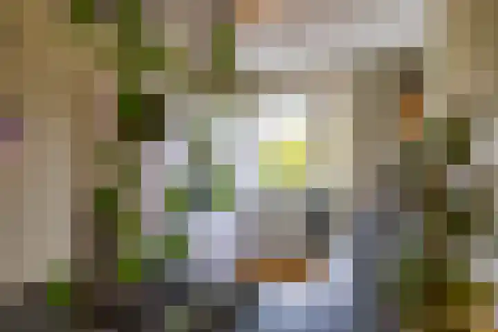 Honderdspint 23 Haren Gn thumbnail 15