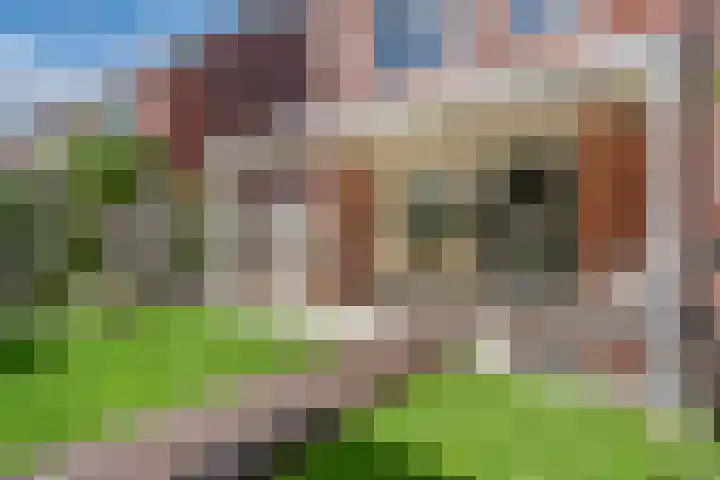 Honderdspint 9 Haren Gn thumbnail 41
