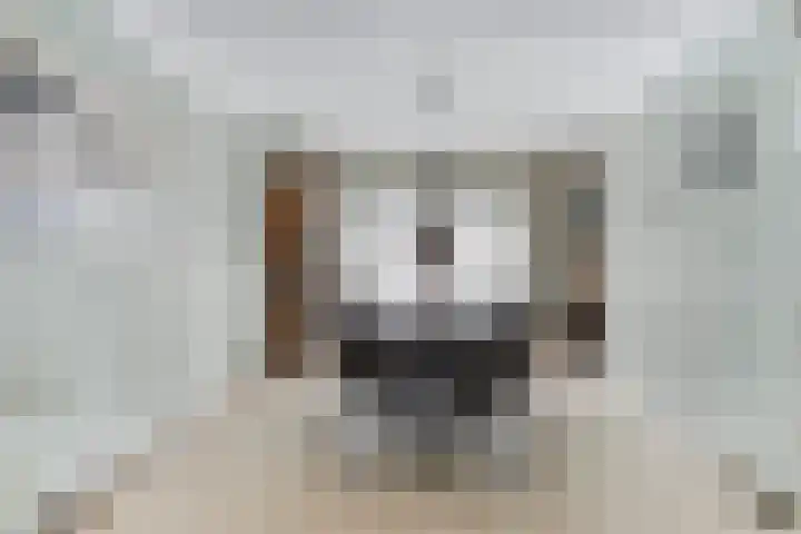 Hondsberg 20 Veldhoven thumbnail 8