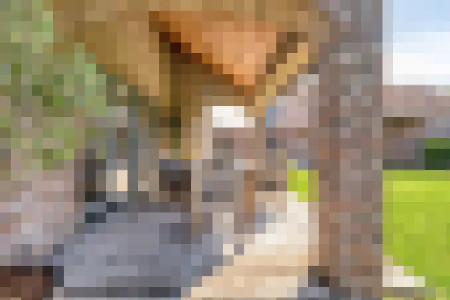 Hondsbosserdijk 88 Luyksgestel thumbnail 64