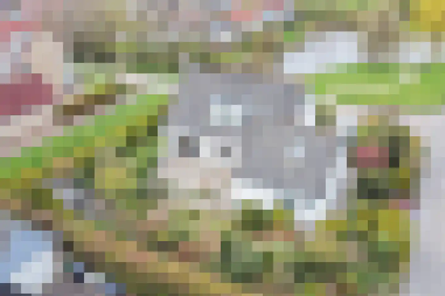 Hondsdraf 1 Grootegast foto 2