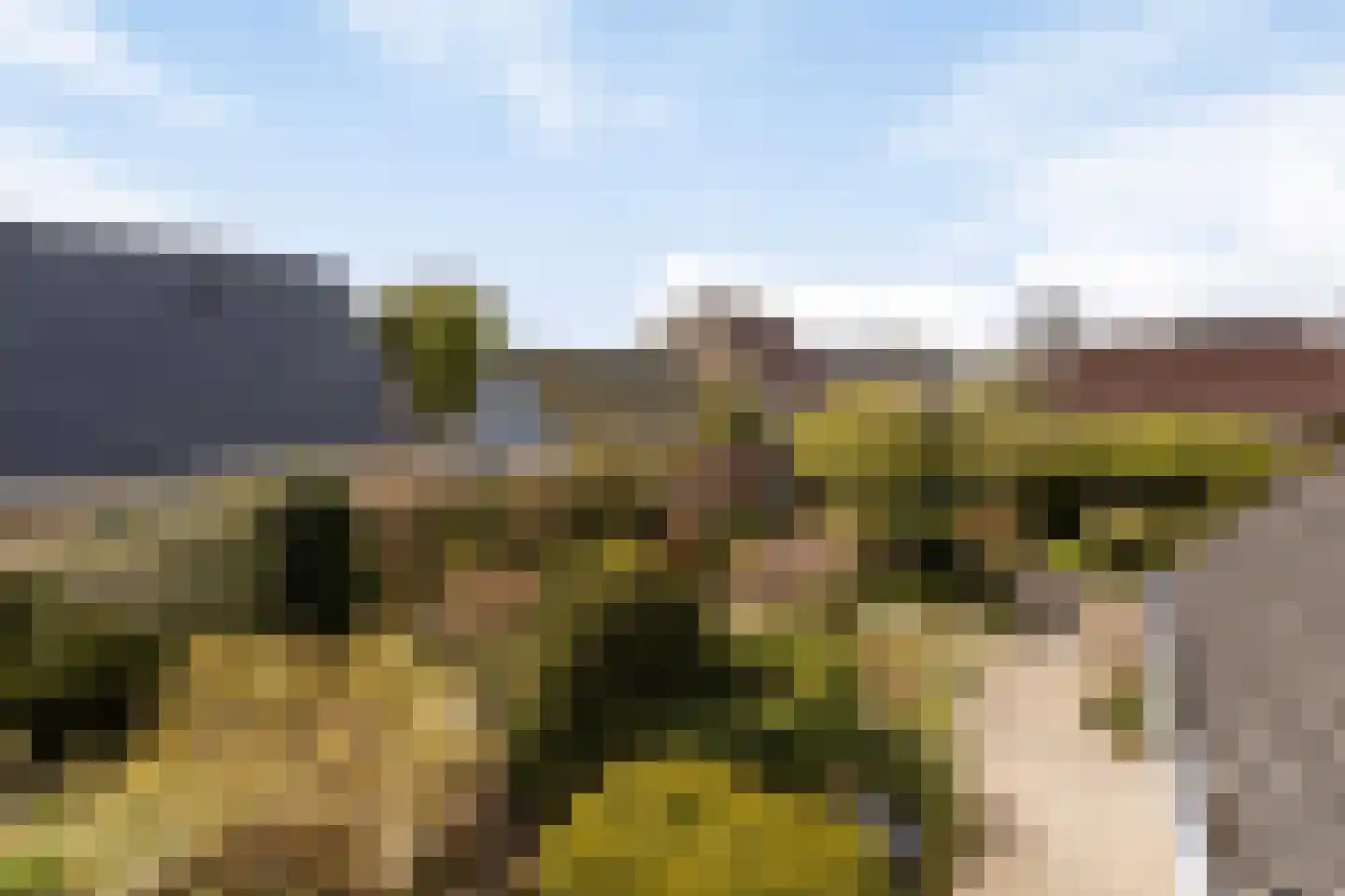Hondsdraf 1 Grootegast thumbnail 34