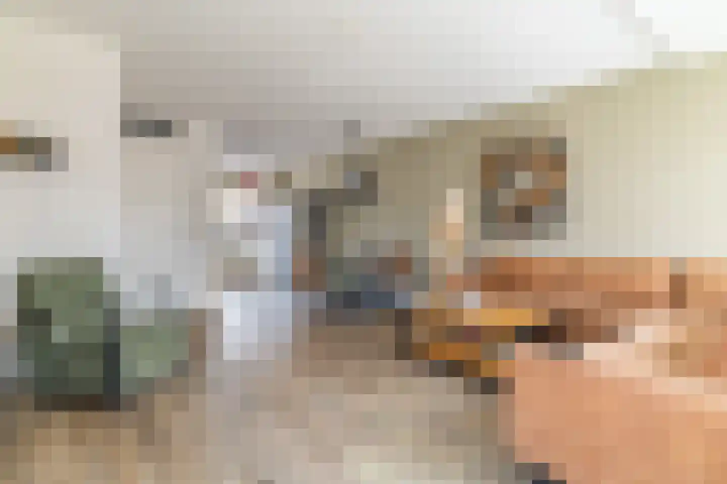 Hondsdraf 1 Vroomshoop thumbnail 11