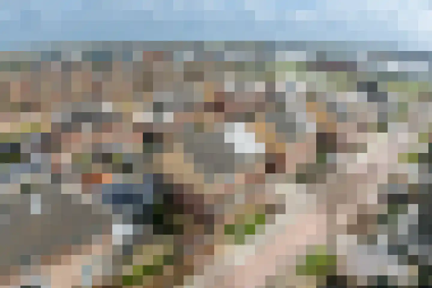Hondsdraf 1 Vroomshoop foto 2