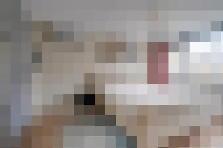 Hondsdraf 1 Vroomshoop thumbnail 21