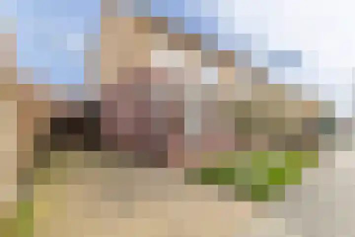 Hondsdraf 1 Vroomshoop thumbnail 26