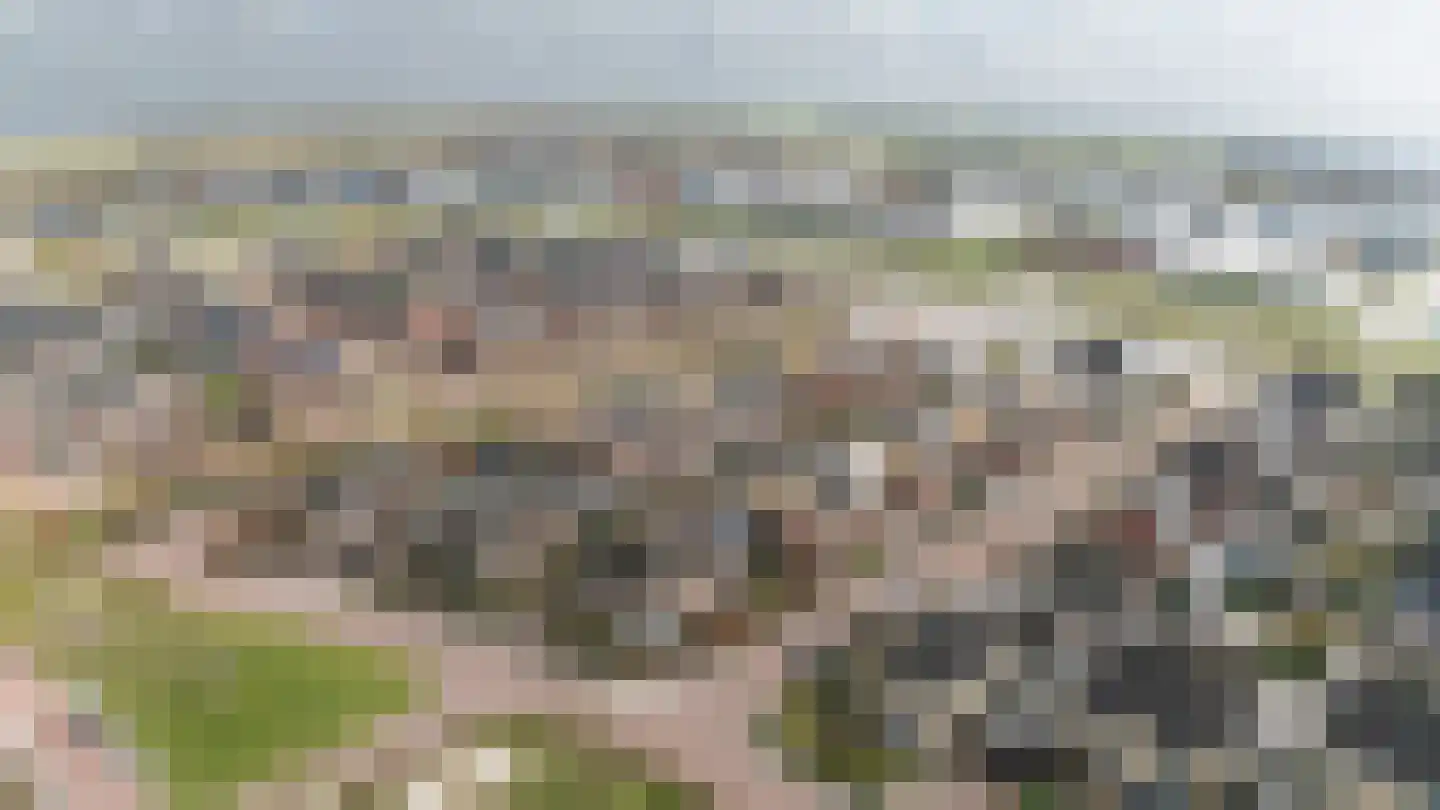 Hondsdraf 1 Vroomshoop foto 3