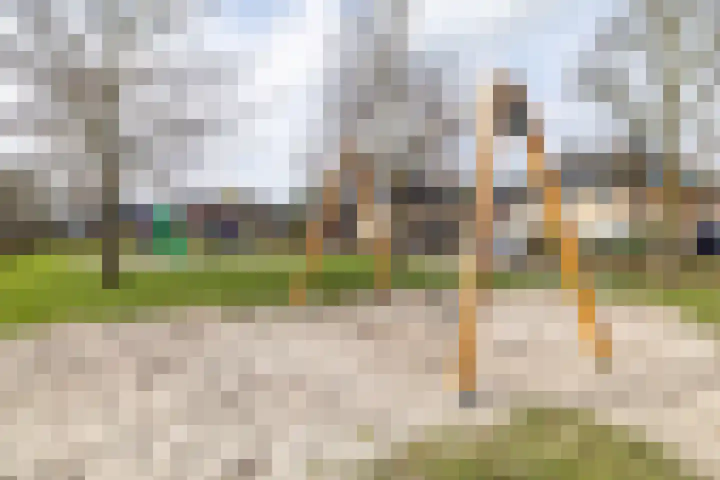 Hondsdraf 1 Vroomshoop thumbnail 33