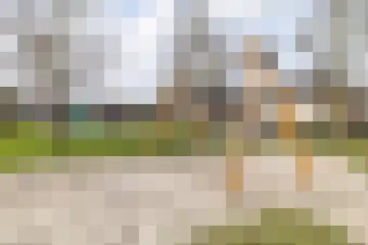 Hondsdraf 1 Vroomshoop thumbnail 33