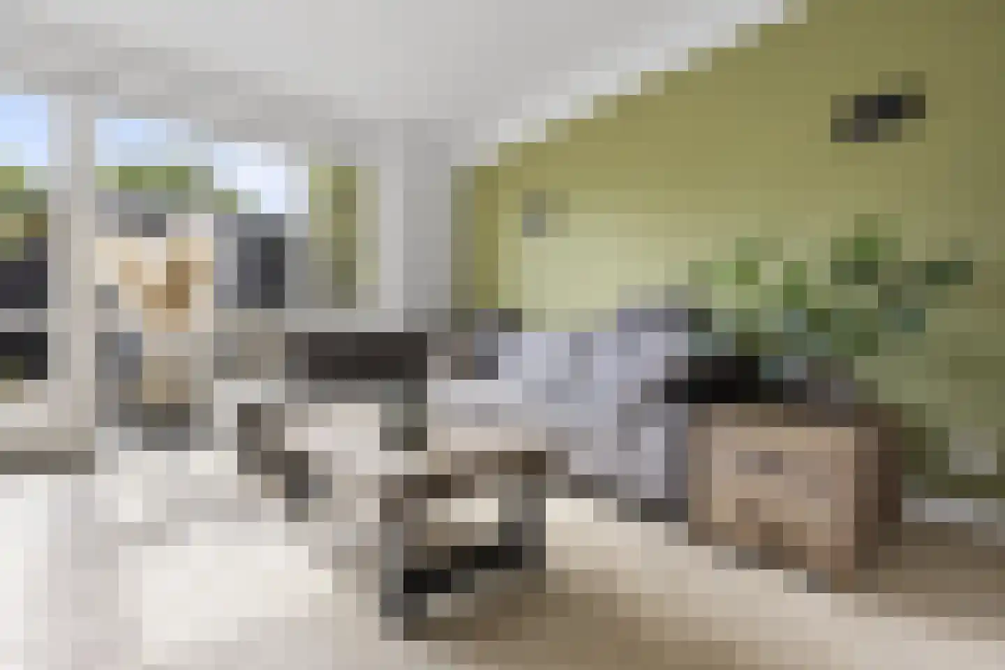 Hondsdraf 10 Voorthuizen thumbnail 10
