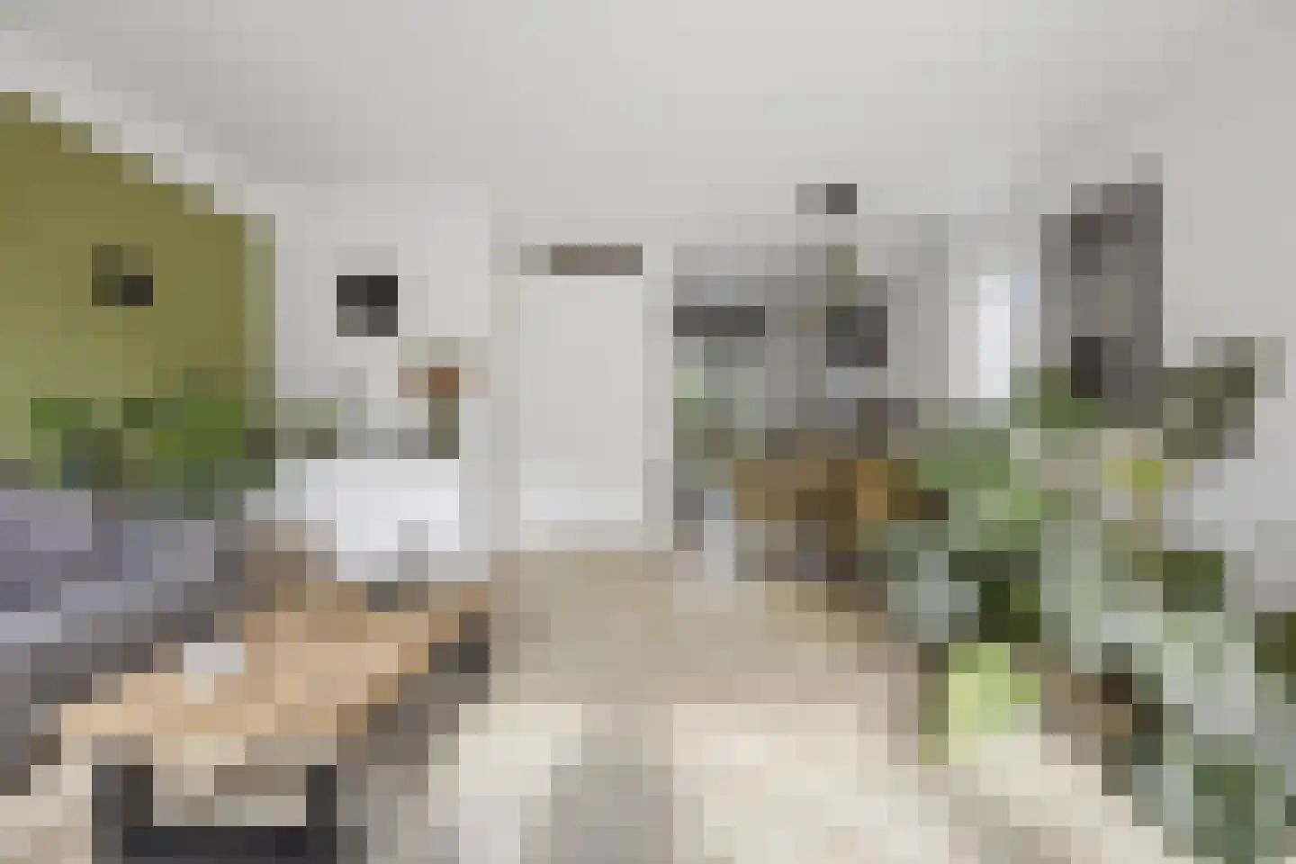 Hondsdraf 10 Voorthuizen thumbnail 12