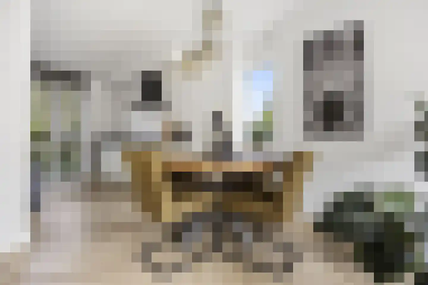Hondsdraf 10 Voorthuizen thumbnail 13