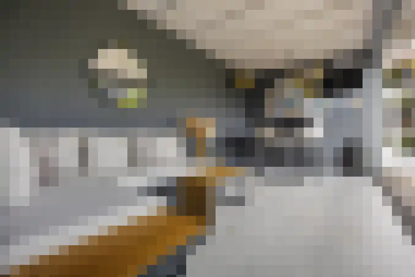 Hondsdraf 10 Voorthuizen thumbnail 32